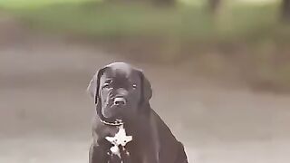 Puppy Cane Corso