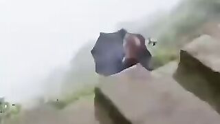 Top 5 animal viral reels