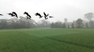 "May a flock of birds flutter in the mist, May this gentle morning bring the sound of a new day. Good morning!"