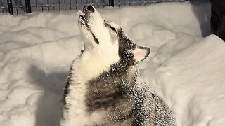 in his element????❄️