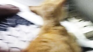 Kucing montong 2