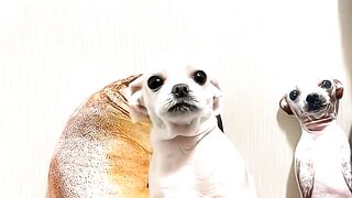 Music- Dance #dog #doglover #dance #music #funnyreels