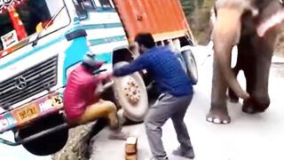 The elephant knocked the truck down