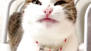 I Feel Good #catshortreels #cat #catlovers #ifeelgood