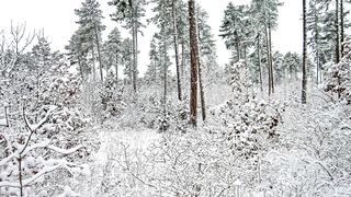 Winter solstice - id | Trending HD Video 13 2