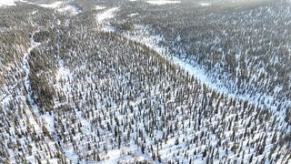 Travelon - aerial footage of a winter forest | Trending HD Video