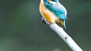 Winter Coat - id | Trending HD Video 8
