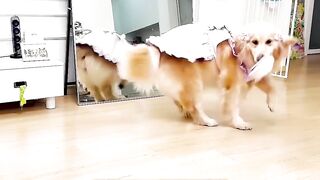 Golden Retriever is so obsessed with herself #goldenretriver #obsessed #doglover