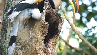One of my favourite birds. What's your favourite #hornbill #wildlife #nature