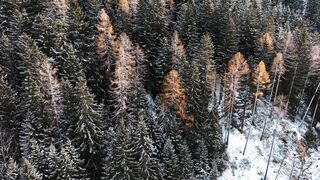 Snow boot - snow woods droneshot | Trending HD Video