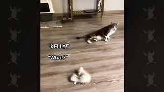Funny Animal Videos 2026 Part 14