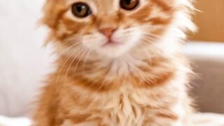 ini si gemoy imut
