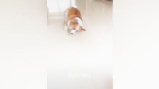 Funny Animal Videos 2026 Part 15 2