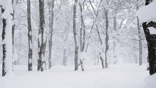 Winterhalter - id | Trending HD Video 11