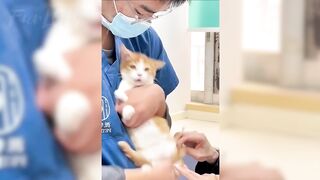 Funny Animal Videos 2026 Part 16