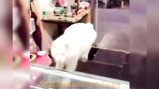Funny Animal Videos 2026 Part 17
