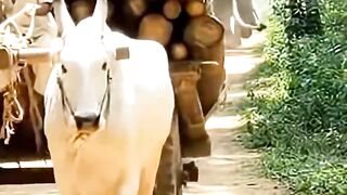 The elephant fell behind the cow cart, then see what happened