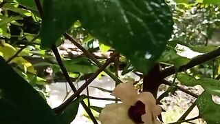 Rosella 2
