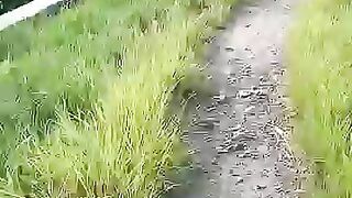 Looking for a fish or eel.. Thanks for watching..!! 2