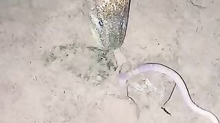 Looking for a fish or eel... Thanks for watching..!! 3