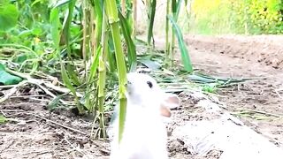 This is how the little rabbit steals corn 2
