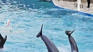 Wow Dolphin 2