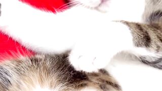 Because I’m So Cute #cat #catreels #funnyreels #cute