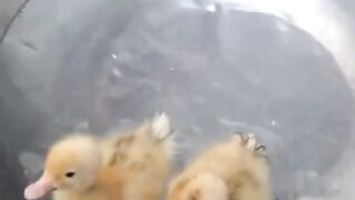 Duck baby swim