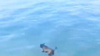 Funny Moments of some animals