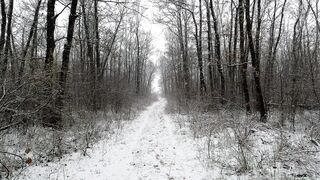 Winter solstice - heavy snowfall in the forest | Trending HD Video