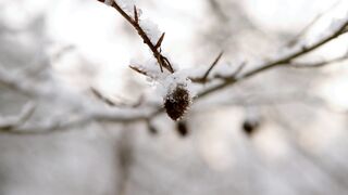 Winterhalter - close up shot of a snow covered fruit | Trending HD Video