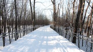Winterhalter - view of the road in the forest covered with snow | Trending HD Video