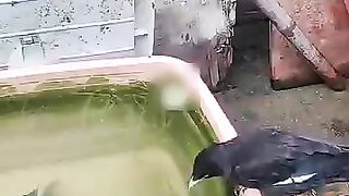 Fish predators hunger.. Thanks for watching..!!