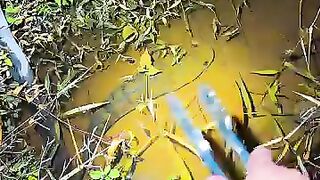 Fishing fish or eel.. Thanks for watching..!!