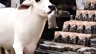 Courtesy make effects on Animals