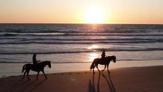 Travel Backpack - horses on the ocean beach at sunset | Trending HD Video