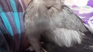 A Man playing with a bird