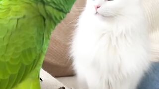 Funny video a parrot says with a cat will you Marry me