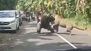 Fight of Big chimpanzee and lion