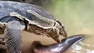 Fight of reptile and snake fish on river water