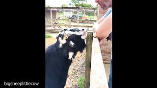Funny Animal Videos 2026 Part 18