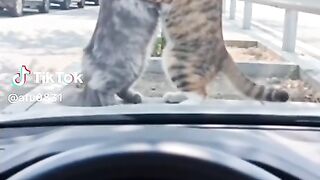 Kissing ???? cat funny video