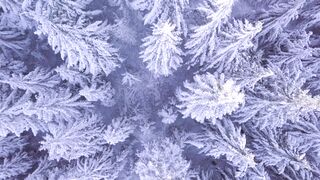Winter solstice - snow covered trees | Trending HD Video