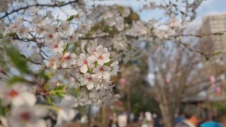 Travelon - breathtaking cherry blossoms bloom in tokyo park | Trending HD Video