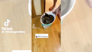 Funny Animal Videos 2026 Part 19
