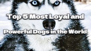 Top 5 Most Powerful Dogs in the World ????????