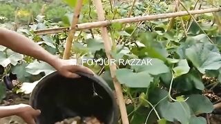 lao gasar falon valo haba