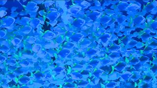 Winterhalter - id | Trending HD Video 18