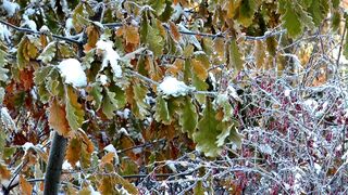 Winter Coat - id | Trending HD Video 15