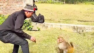 Prank the monkey